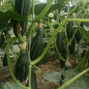 Sweet Lucky Star Pumpkin Seeds, 500 Seeds