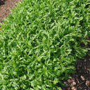 Small-Leaf Crown Daisy, 1000 Seeds