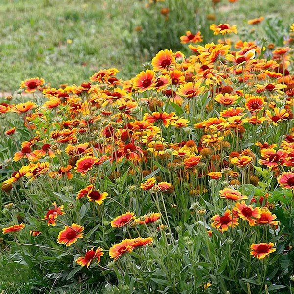 Blanket Flower (Gaillardia aristata) Seeds, 100 Seeds