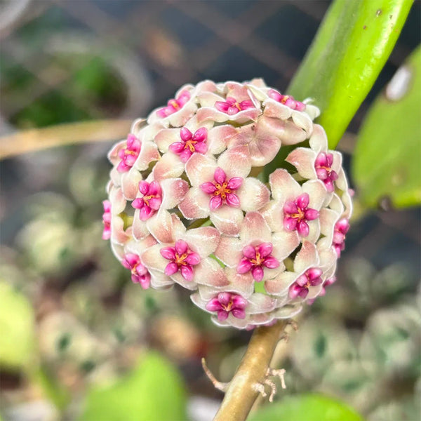 Hoya 'Wonder', 3 Cuttings