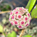 Hoya 'Wonder', 3 Cuttings