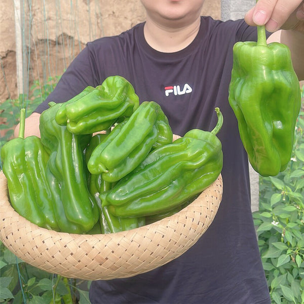 'Zhongjiao Bopila No.1' Pepper, 100 Seeds