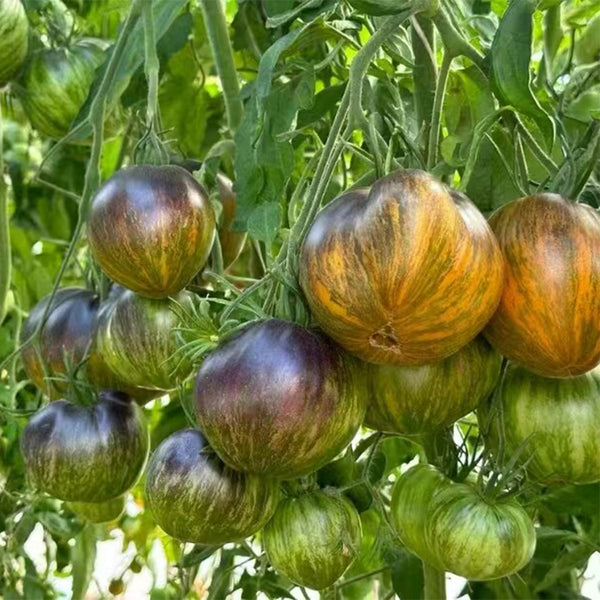 Ochre Veil Tomato, 5 Seeds
