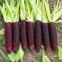 W1364 Hei Bao Black Sweet-Waxy Corn, 50 Grams ≈ 200 Seeds