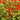 Red Flowering Sage, 500 Seeds