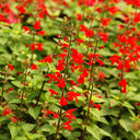 Red Flowering Sage, 500 Seeds