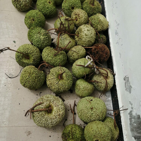 Man Tian Xing Gourd, 5 Seeds