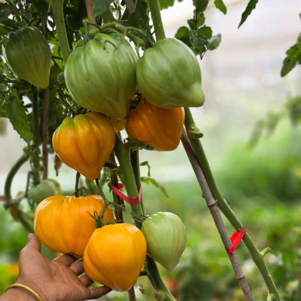 'Lyuba's Heart' Tomato Seeds, 5 Seeds
