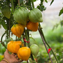 'Lyuba's Heart' Tomato Seeds, 5 Seeds