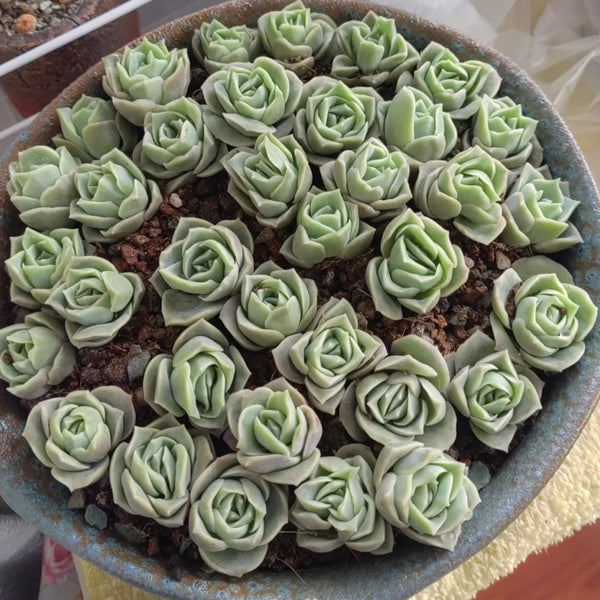 Graptoveria 'Lovely Rose', 3pcs x 1-head