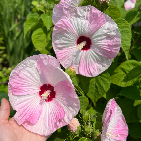 Swamp Rose Mallow Mixed Seeds, 100 Seeds