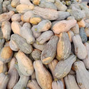 Large-Fruited Miben Pumpkin Seeds, 2g