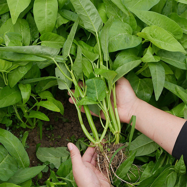 Three-Forked Water Spinach Seeds, 10g