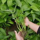 Three-Forked Water Spinach Seeds, 10g