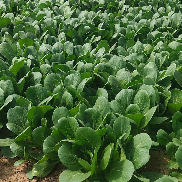 'Hefeng' Shanghai Bok Choy Seeds, 20g