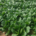 'Hefeng' Shanghai Bok Choy Seeds, 20g
