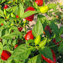 'Yanjiao No.801 Strawberry' Medium Spicy Heaven-facing Chili Hybrid, 30 Seeds