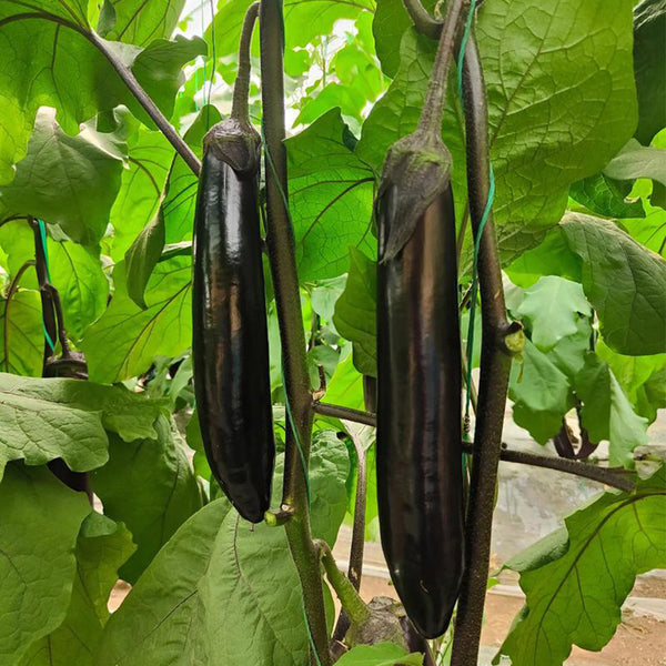 'Yuqie No.5' Eggplant Seeds, 8g