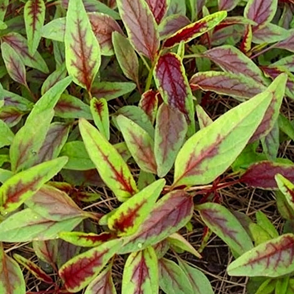 Red Willow Leaf Amaranth Seeds, 10g
