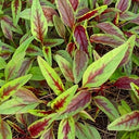 Red Willow Leaf Amaranth Seeds, 10g