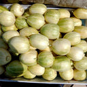 Tianfei Sweet Melon Seeds, 2g