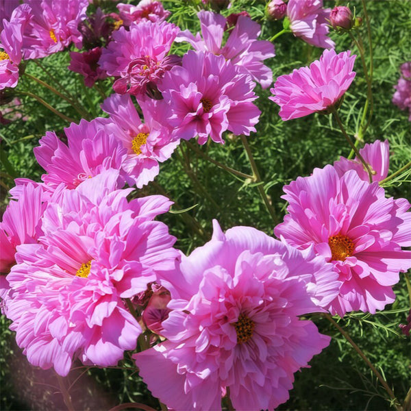 Double Pink Cosmos Seeds, 2g
