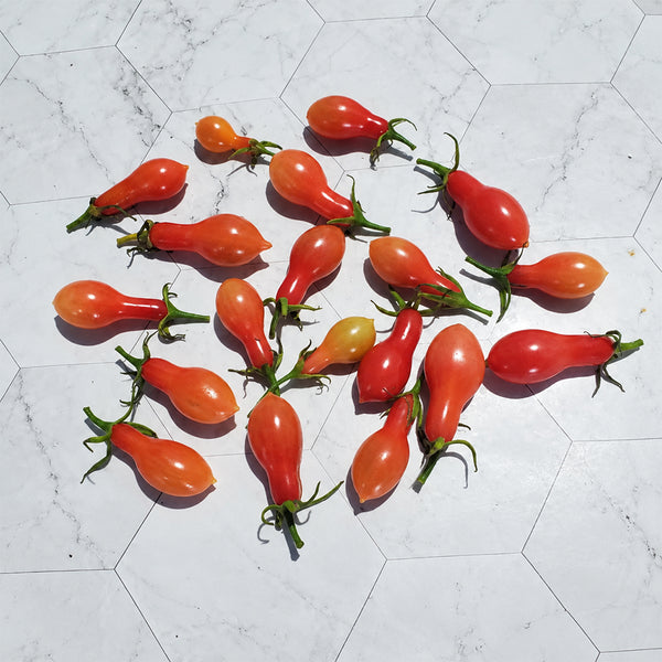 32 Elf's Tear F7 Tomato, 5 Seeds