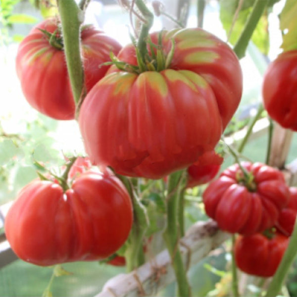 161 Michael's Portuguese Monster Tomato, 5 Seeds