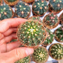 Ferocactus schwarzii, 3-4cm