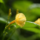 Yellow Little Cow Morning Glory, 10 Seeds