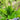 Common Plantain Seeds, 1 gram ≈ 1500 Seeds