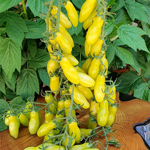 'Dancing Fingers' Tomato Seeds