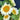 'White Moonlight' Sunflower, 6 Seeds
