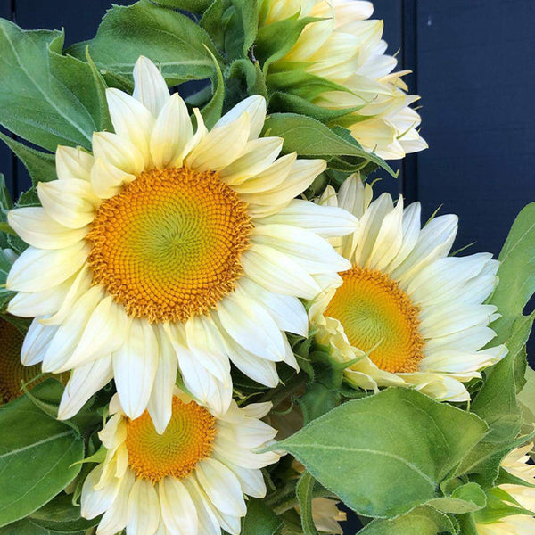'White Moonlight' Sunflower, 6 Seeds