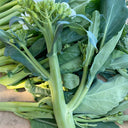 Wrinkle-leaf Mid-flowering Chinese Kale Seeds, 20g