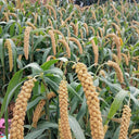 Jugu 36 Foxtail Millet Seeds, 150g