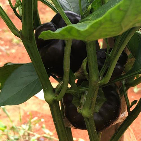 Black Fruit Sweet Pepper, 50 Seeds