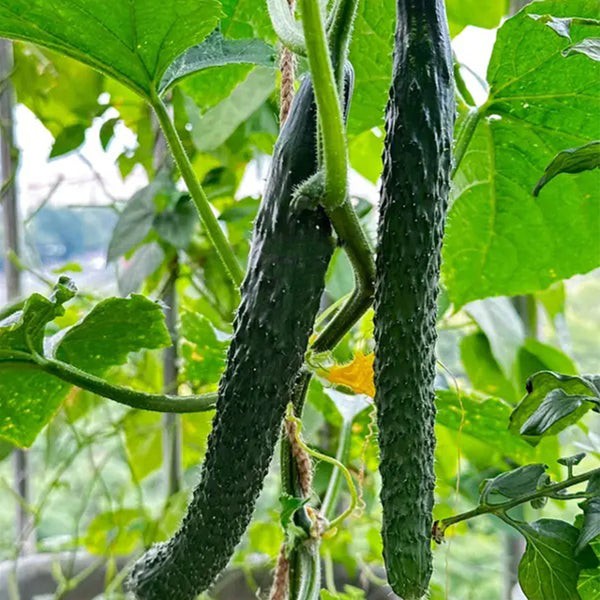Fuyang Spiny Cucumber Seeds, 30 Seeds