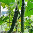 Fuyang Spiny Cucumber Seeds, 30 Seeds