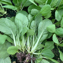 Tianfei Beautiful Pakchoi Seeds, 10g