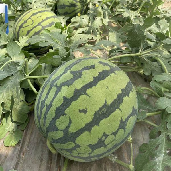 'Xia Shi No.1' Hybrid Watermelon Seeds, 400 Seeds