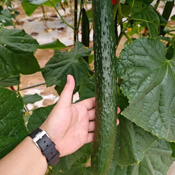 'New No. 4' Gynoecious Cucumber, 200 Seeds