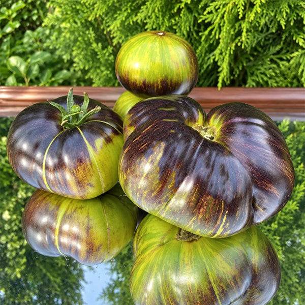 411 Xanadu Green Goddess Tomato, 5 Seeds