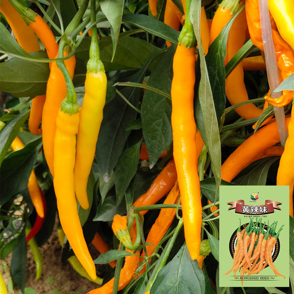 'Yellow La Mei' Long Chili Pepper Seeds, 2g