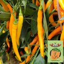 'Yellow La Mei' Long Chili Pepper Seeds, 2g