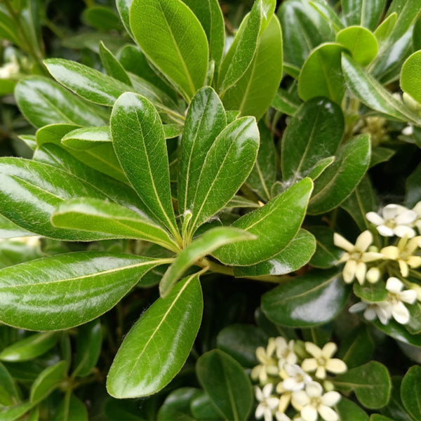 Pittosporum tobira, 100 Seeds