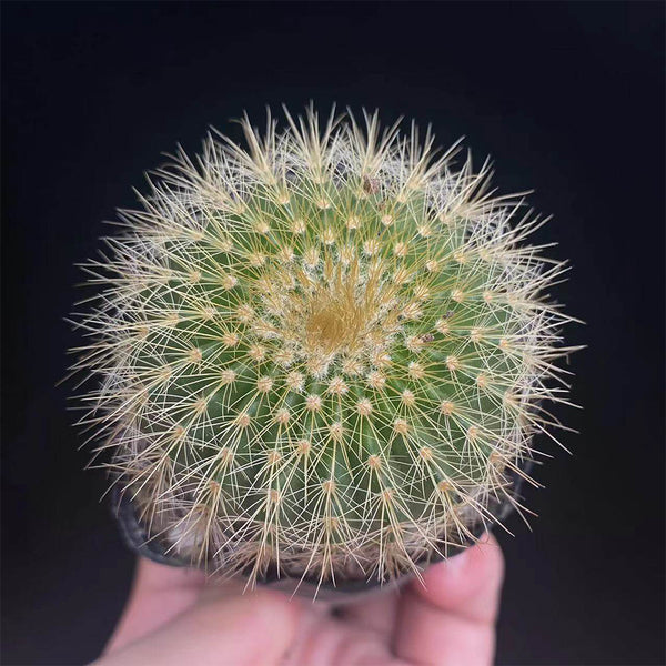 Parodia schumanniana, 4-5cm