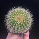 Parodia schumanniana, 4-5cm