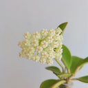 Hoya pachyclada, 5 Cuttings