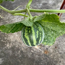 Tiger Melon, 10-15 Seeds
